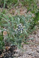Sophora nuttalliana
