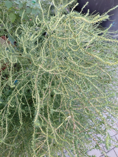 summer-cypress
