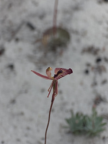 Zebra Orchid