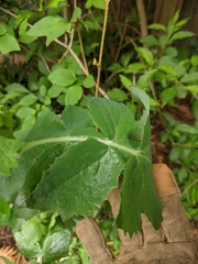 Sonchus oleraceus