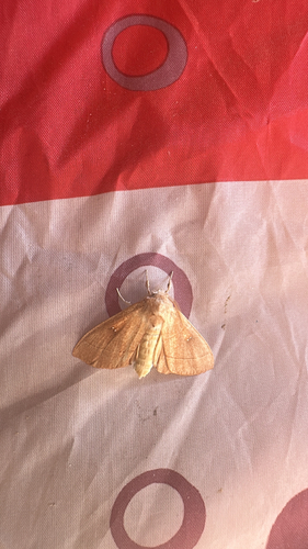 White-dotted Prominent