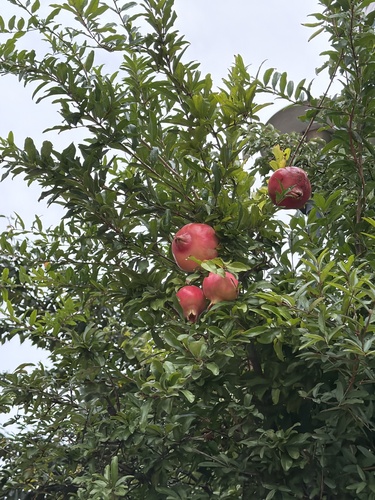 pomegranate