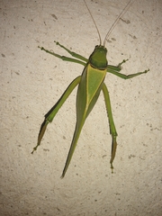 Stilpnochlora azteca