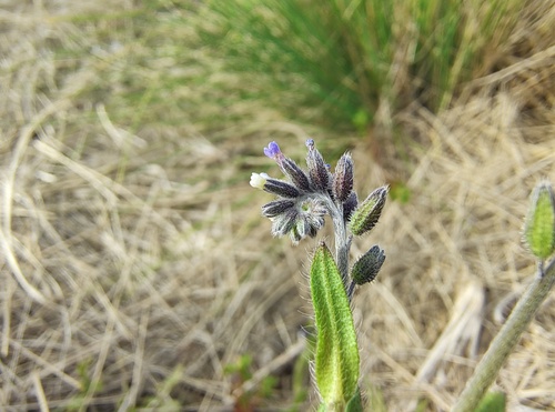 Myosotis discolor observed 2026-09-24