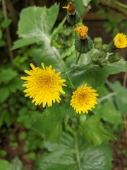 Sonchus oleraceus