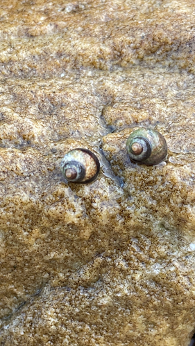 Afrolittorina knysnaensis observed 2026-09-25