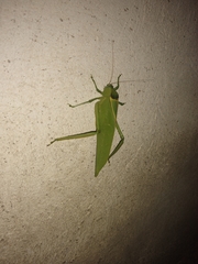 Stilpnochlora azteca