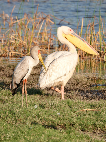 Great White Pelican