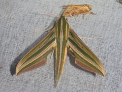 Xylophanes eumedon