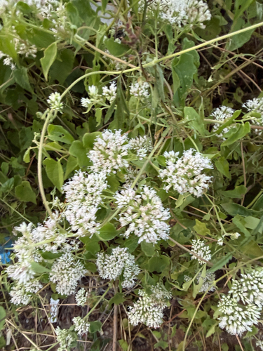 climbing hempvine
