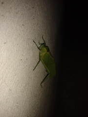 Stilpnochlora azteca