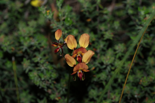 Diuris orientis, photograph 1