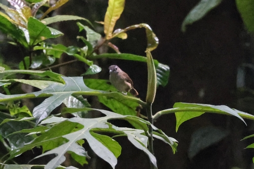 Malacocincla sepiaria observed 2026-09-25