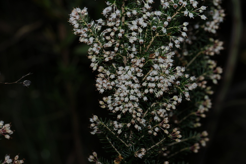 Erica arborea, photograph 2