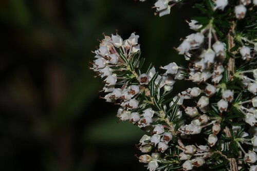 Erica arborea, photograph 3