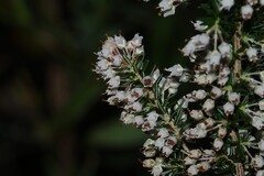 Erica arborea, photograph (c) Greg Tasney, some rights reserved (CC BY-SA)