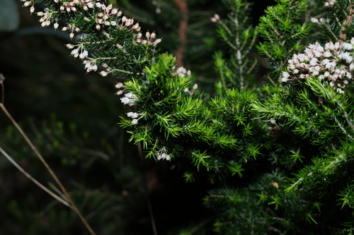 Erica arborea, photograph 4