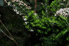 Erica arborea, photograph (c) Greg Tasney, some rights reserved (CC BY-SA)