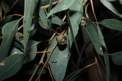 Eucalyptus cosmophylla, photograph (c) Greg Tasney, some rights reserved (CC BY-SA)