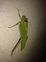 Stilpnochlora azteca