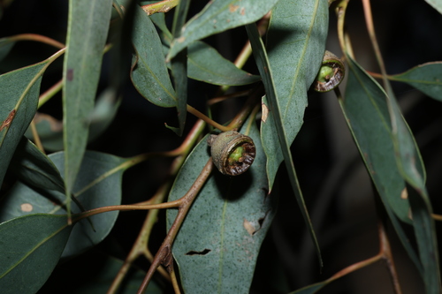 Eucalyptus cosmophylla, photograph 6