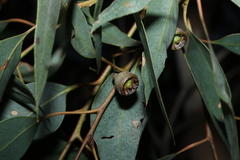 Eucalyptus cosmophylla, photograph (c) Greg Tasney, some rights reserved (CC BY-SA)