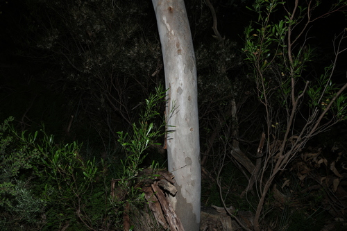 Eucalyptus cosmophylla, photograph 4