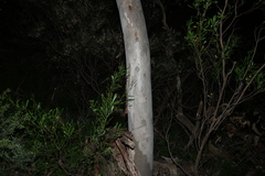 Eucalyptus cosmophylla, photograph (c) Greg Tasney, some rights reserved (CC BY-SA)