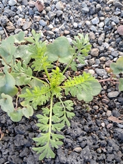 (c) Pluto Hooper, some rights reserved (CC BY) Lepidium didymum, photograph (c) Pluto Hooper, some rights reserved (CC BY)