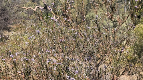 dolomite fuchsia bush