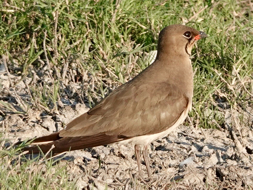 Collared Pratincole