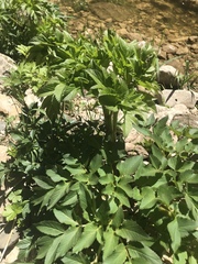 Angelica archangelica