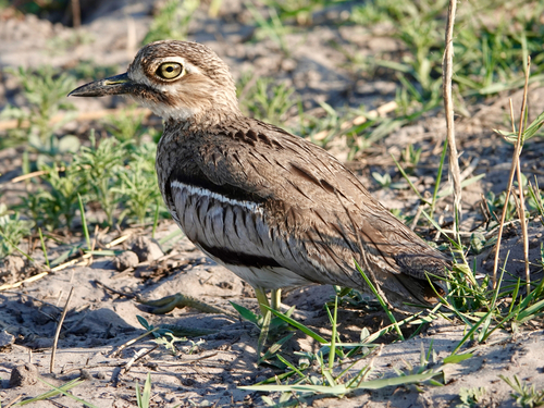Water Thick-knee
