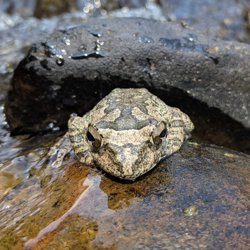 Robust Kajika Frog