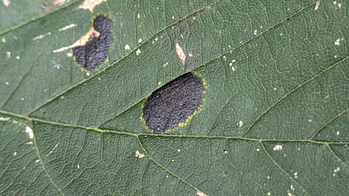 Black Tar Spot