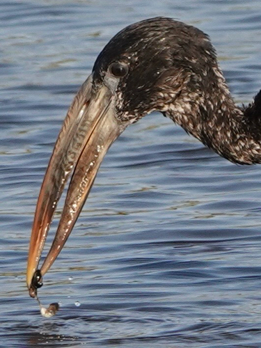African Openbill