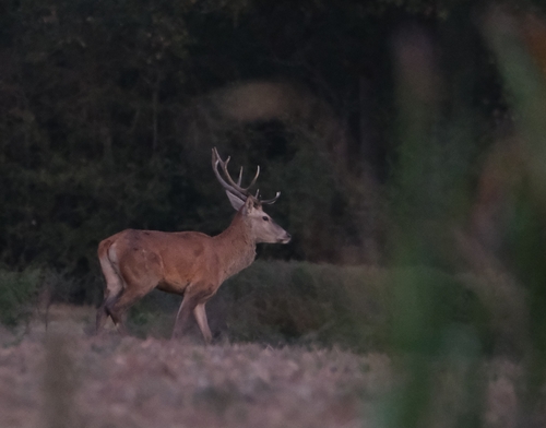 Red Deer