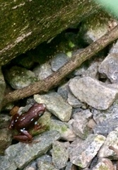 Epipedobates anthonyi