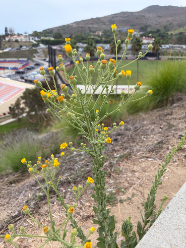 Heterotheca grandiflora, photograph 1