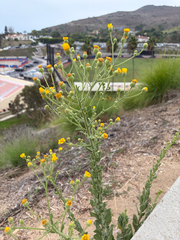 Heterotheca grandiflora