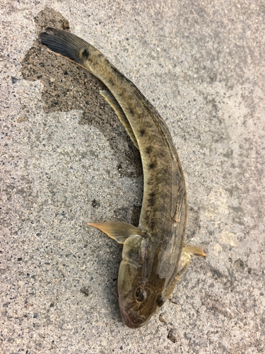 Ctenogobius observed 2026-09-25