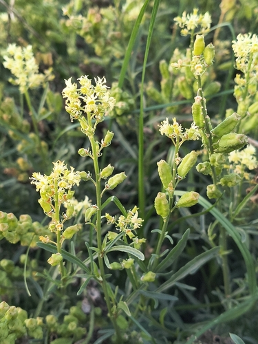 Wild Mignonette