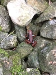 Epipedobates anthonyi