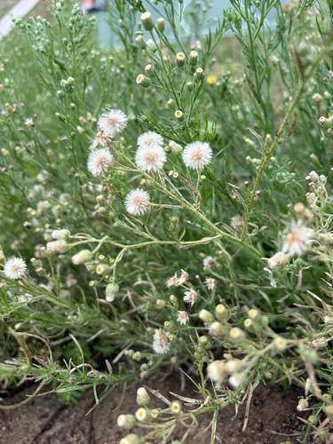 Erigeron bonariensis, photograph 2