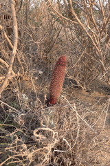 Cynomorium coccineum