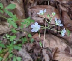 Phacelia dubia