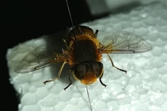 Palpada ruficeps