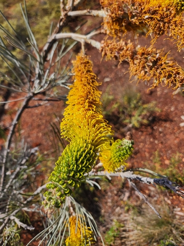 yellow flame grevillea