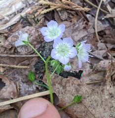Phacelia dubia