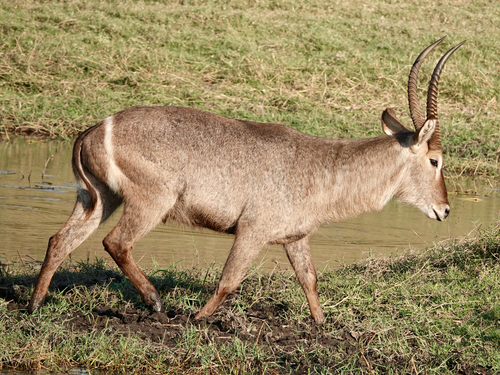 Common Waterbuck
